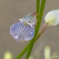 Utricularia uliginosa Vahl